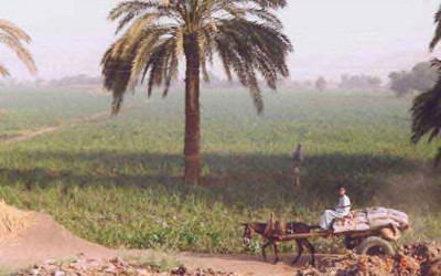 Egypt’s Brotherhood loses rural support