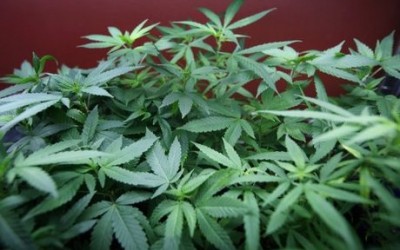 Queueing voters discover marijuana plants at Egyptian school