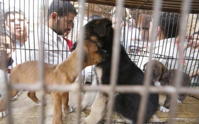 Animal rights activists accuse shelter of negligence and deception