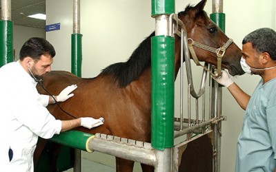 Feeding starving horses in Egypt