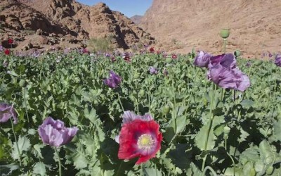 GROWING OPIUM IS ALL THE SINAI BEDOUINS HAVE LEFT