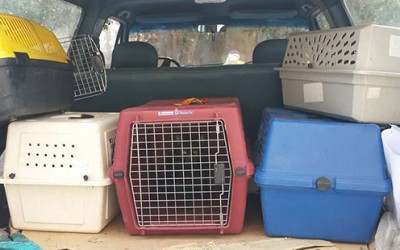 Maadi TNR aims to help stray animals who risk abuse, poisoning