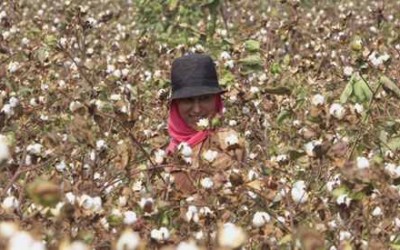 Egypt’s government raises Egyptian cotton subsidy