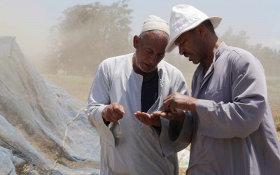 Egypt’s supply ministry says has enough wheat to last for six months