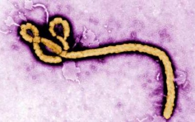 Egypt free of deadly Ebola virus: Health Ministry