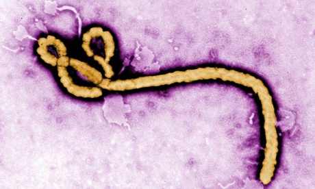 Egypt free of deadly Ebola virus: Health Ministry