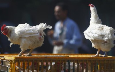 Official: Bird flu endemic in Egypt