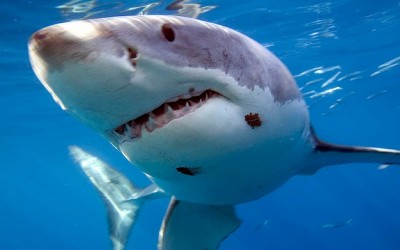 Shark kills German tourist in Red Sea