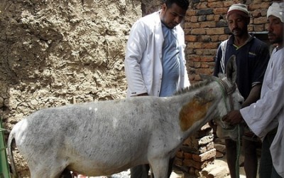 Municipal councils’ licences behind widespread use of donkey meat in restaurants: Al-Kerdany