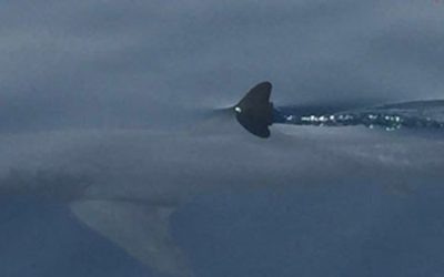 Shark attacks student in Egypt’s Red Sea resort of Ain Sokhna